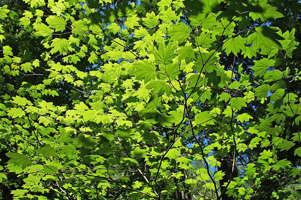 Vine Maple
